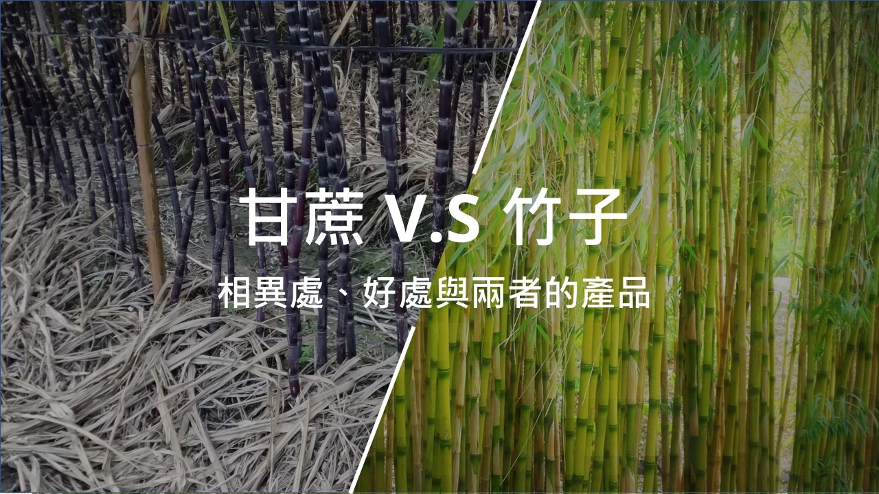 甘蔗 VS 竹子：相異處、好處與兩者的產品