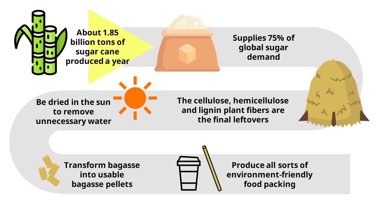 What is Bagasse? 6 Benefits of Bagasse for Food Packaging renouvo