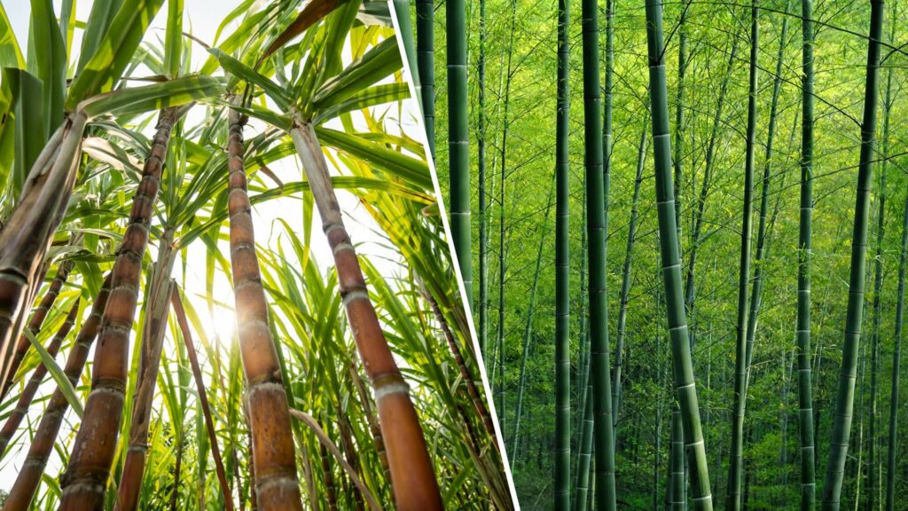 Sugarcane VS Bamboo: Differences, Benefits and Products