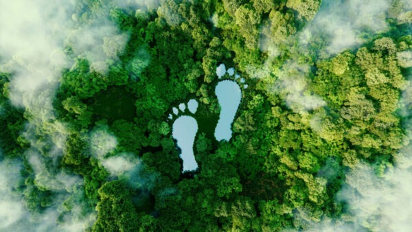 What is a carbon footprint? Calculate yours and your business’s